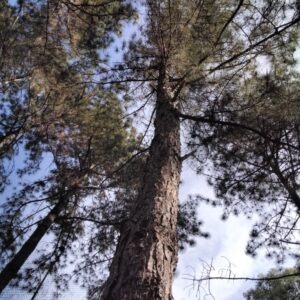 Pinus