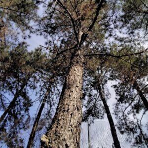 Pinus