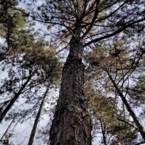 Pinus