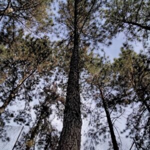 Pinus