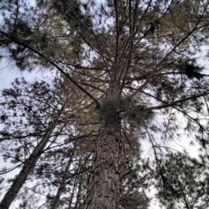 Pinus