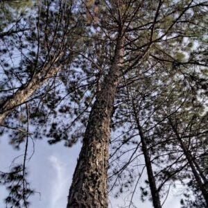 Pinus