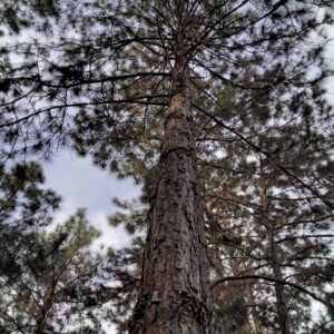 Pinus