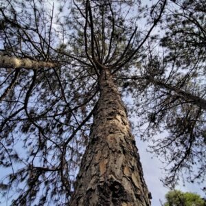 Pinus