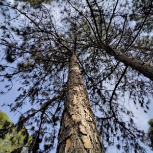 Pinus