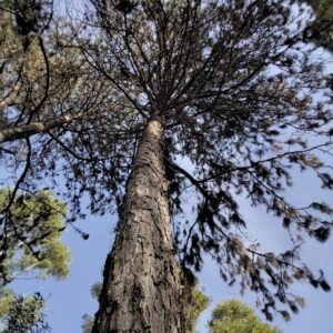 Pinus