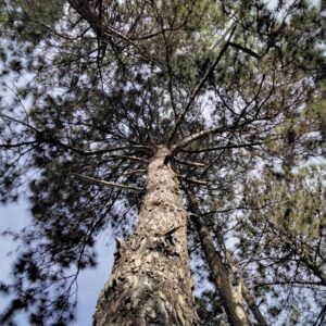 Pinus