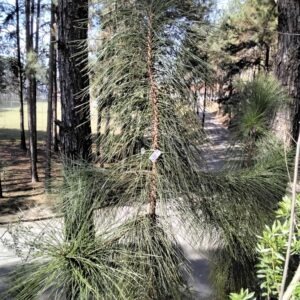 Pinus