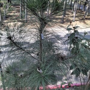 Pinus