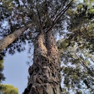 Pinus