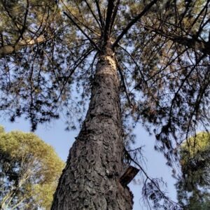 Pinus