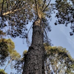 Pinus