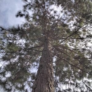 Pinus