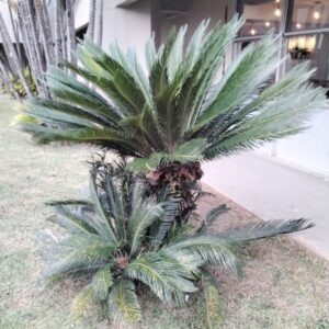Palmeira-Sagu