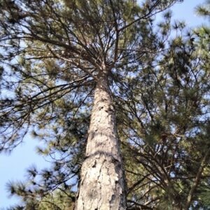 Pinus