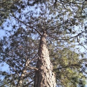 Pinus