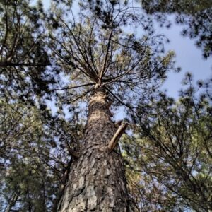 Pinus