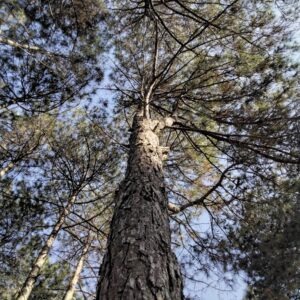 Pinus