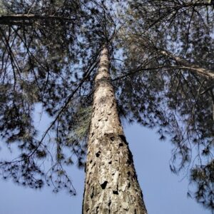 Pinus