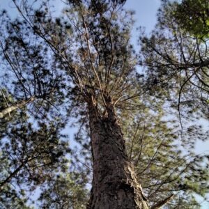 Pinus