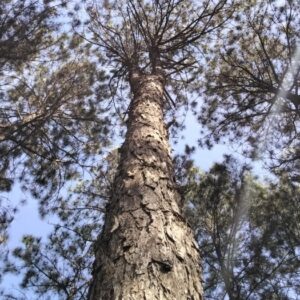 Pinus