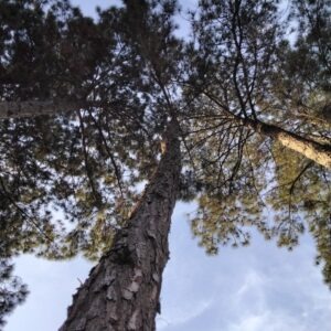 Pinus