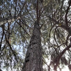 Pinus