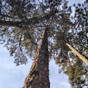 Pinus