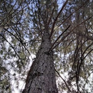 Pinus