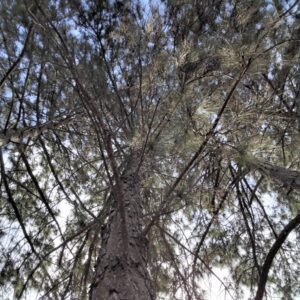 Pinus