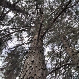 Pinus