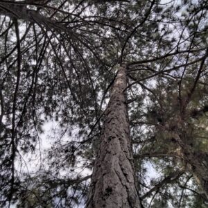 Pinus