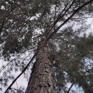 Pinus