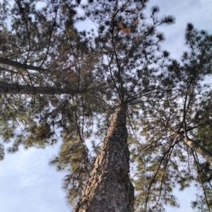 Pinus