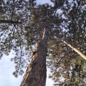 Pinus