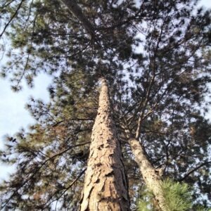 Pinus