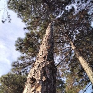 Pinus