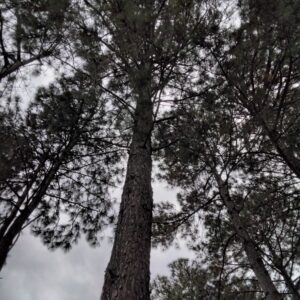 Pinus