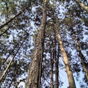 Pinus