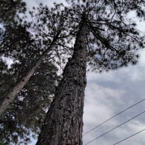 Pinus