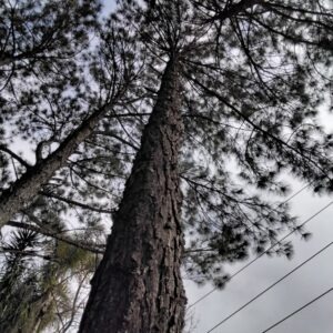 Pinus