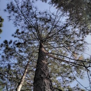 Pinus