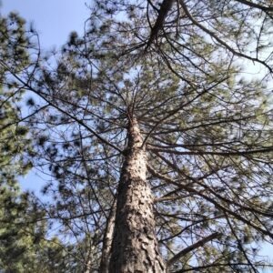 Pinus