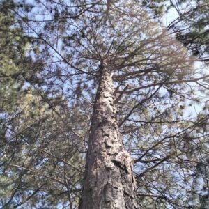 Pinus