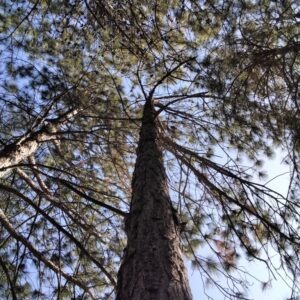 Pinus