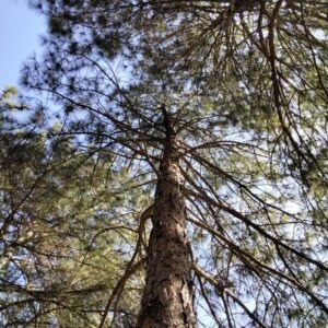 Pinus