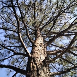 Pinus