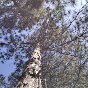 Pinus