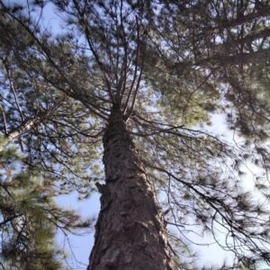 Pinus