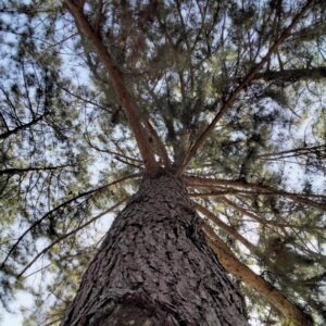 Pinus